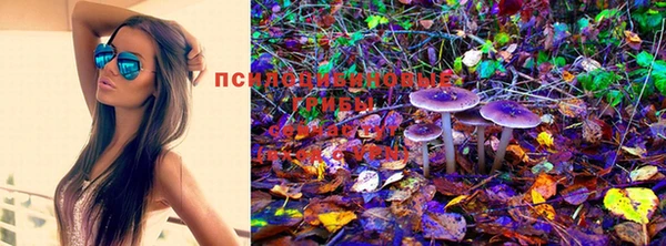 стаф Аркадак