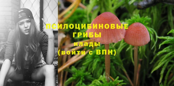 стаф Аркадак