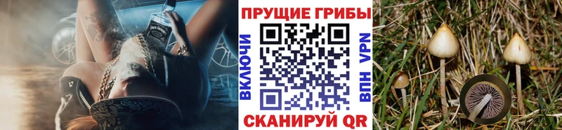 Псилоцибиновые грибы Psilocybe Снежинск